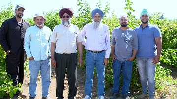 Growing Red Raspberries at Sidhu Farms | Everson, WA | Washington Grown