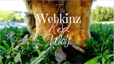 To . . . WEBKINZ RED WOLF!!!