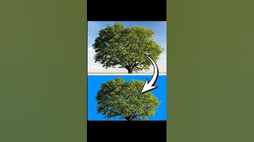 Easily Remove Tree Background in Photoshop #shorts #photoshop