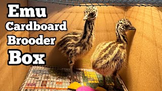 Raising Emu Chicks in Cardboard Box Brooder now Emus are Week Old & soon will be in the Bird Garden