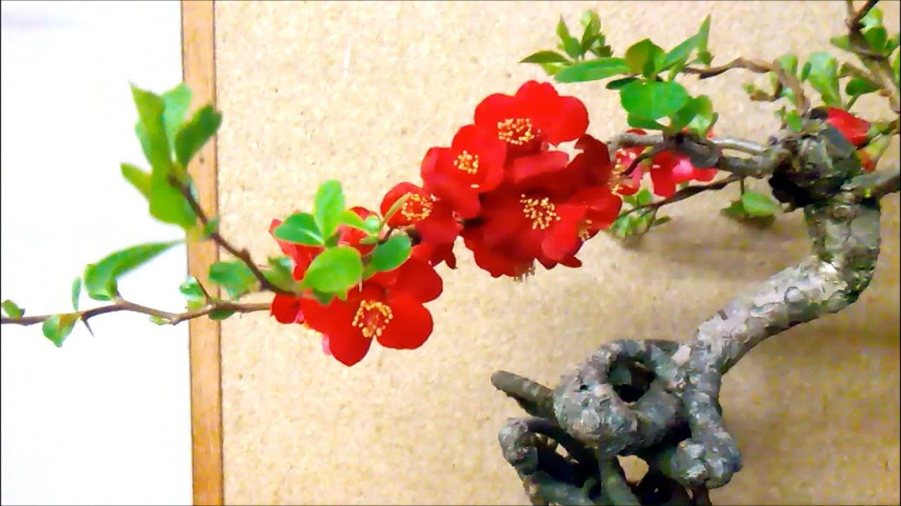Japanese Flowering Quince Bonsai In Bloom & Twin Trunk Larch YouTube