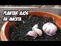 Cómo Plantar Ajos en Macetas | Huerto Urbano