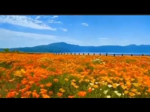 Video: Clematis Dalam Reka Bentuk Lanskap (91 Foto): Bunga Di Tempat Tidur Bunga Di Taman Dan Di Pagar, Hiasan Pondok Musim Panas Kecil
