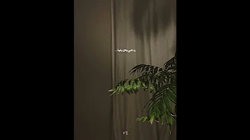 كله قالي اشمعنا هو بدون موسيقى حماده مجرشى 