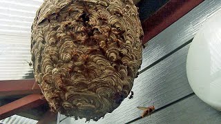 キイロスズメバチ（Vespa simillima）の攻撃性-「巣に近づいた時」「巣の近くのものを動かした時」