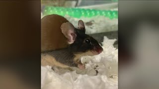 Cleveland APL Pets of the Weekend Mice in need of homes
