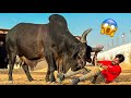 1 crore k chand bail ne takkar mar di cow mandi vlog  mishkat khan