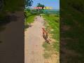 looking dog got in danger #dog #git #dog lover @Deshianimal love