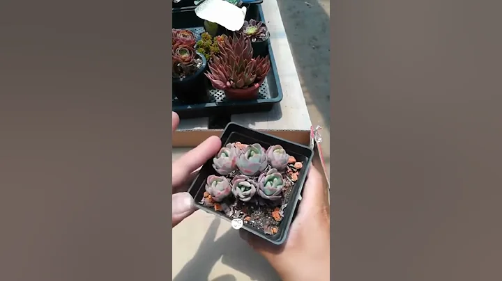夏季多肉的顏色依舊鮮艷？關鍵在於這里 - 天天要聞