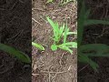 空芯菜（エンサイ）を定植した