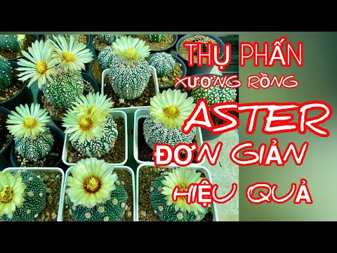 Video: Aster Flowers: Mẹo Chăm sóc Aster