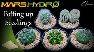 Potting up Cactus Seedlings | Cactus & Succulent Collection | #MarsHydro