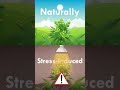 What Is Foxtailing in Cannabis? Explained