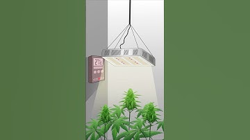 What Is Foxtailing in Cannabis? Explained