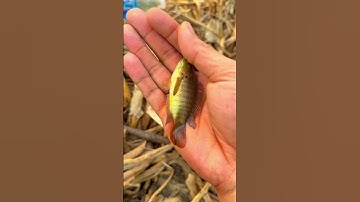 Đang đi câu cá Rô Đồng về nuôi thì Vợ gọi 😂 | Mạc Văn Khoa #macvankhoa #caca