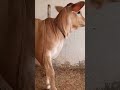 cow sound | #cow | #asmr | #nature | fluffy | wild | cute