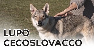 LUPO CECOSLOVACCO