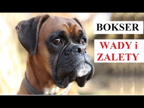 BOKSER - Wady i Zalety