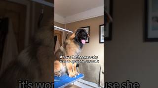 THE MOST STUNNING DOG?! ❤ #cutedogs #leonberger #subscribe