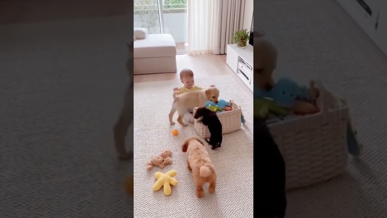 Baby and Puppies Clean Up Toys Together – Cutest Teamwork Ever