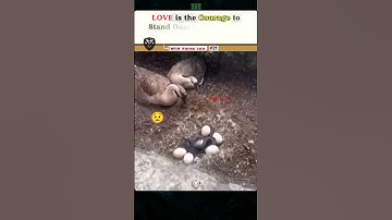 The Moment a Hero Saves a Goose Family from a Snake
