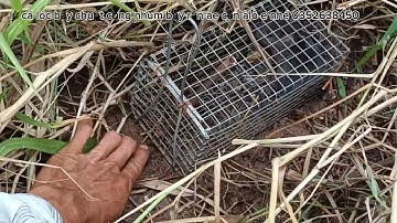 Bẩy chuột cống nhum bằng mòi cua đồng dính toàn chuột bự thật đã #sanbatbatri#