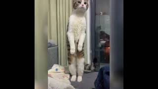 cute cat funny kitten videos | Funny Cat Videos | Footage No Copyright