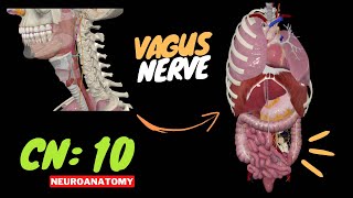 CN 10: Vagus Nerve (Scheme, Pathway, Branches) | Neuroanatomy