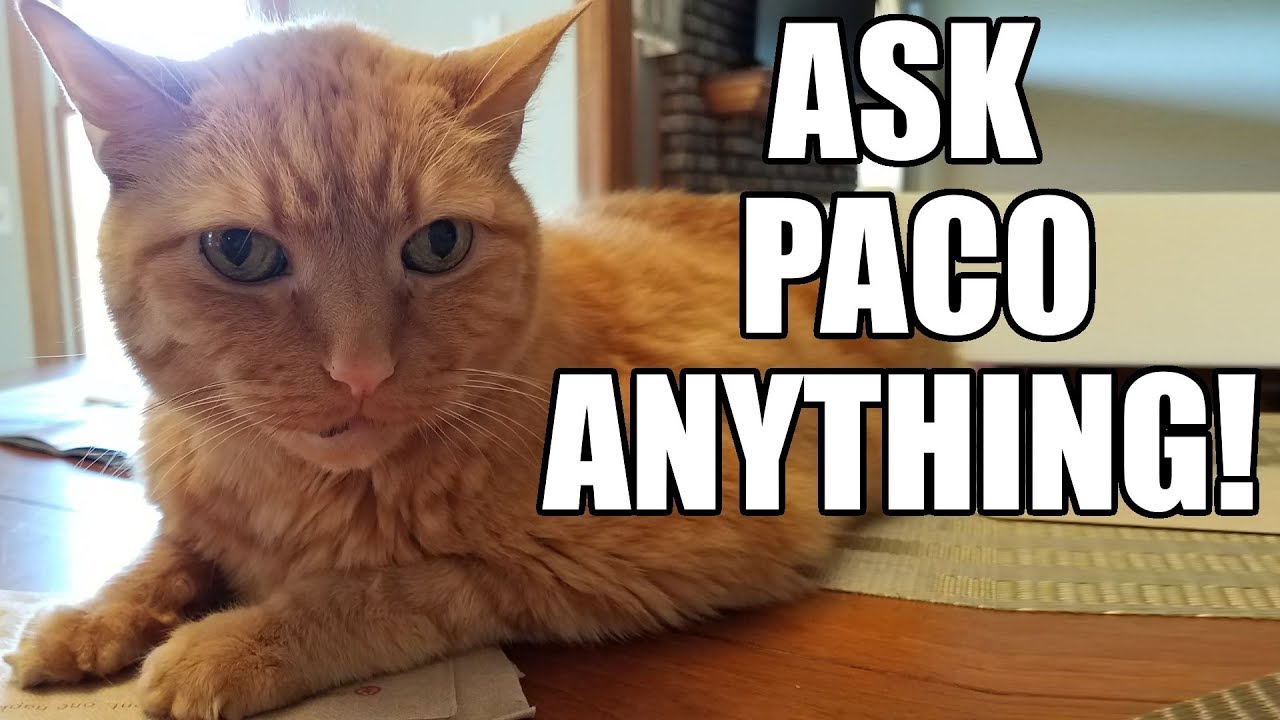 Ask Paco Anything! Cat Answers Your Questions! Babyteeth More