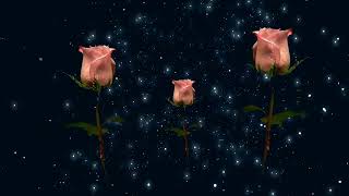 Футаж- Фон 🌹 Для Текста Поздравлений 🌹🌹 🌹 Три Розы