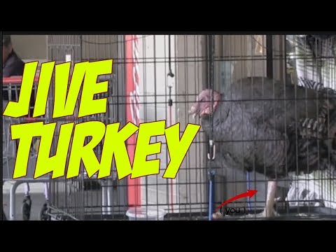 Jive Turkey and Seeing Eye Turkey