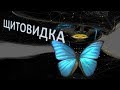 Щитовидная железа психосоматика проблемы