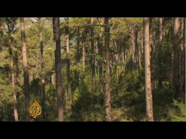 باكستان تتصدر آسيا في إزالة الغابات