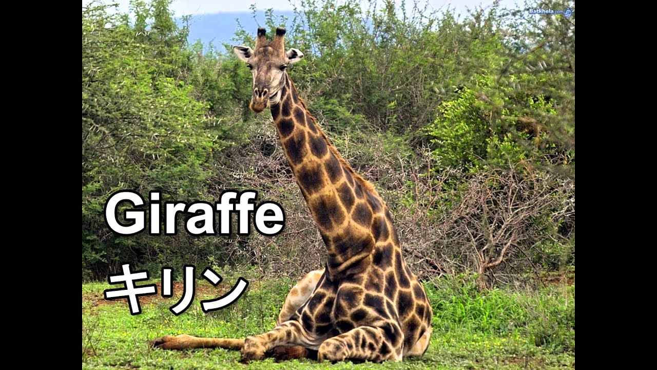 Animal information. Родезийский Жираф. Жирафа (Giraffa camelopardalis). Жираф лежит. Жираф сидит.