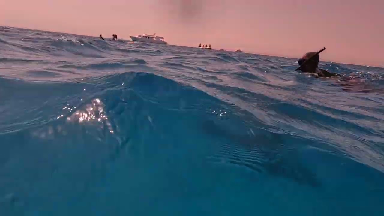 Sataya Dolphin Reef - pływanie z delfinami