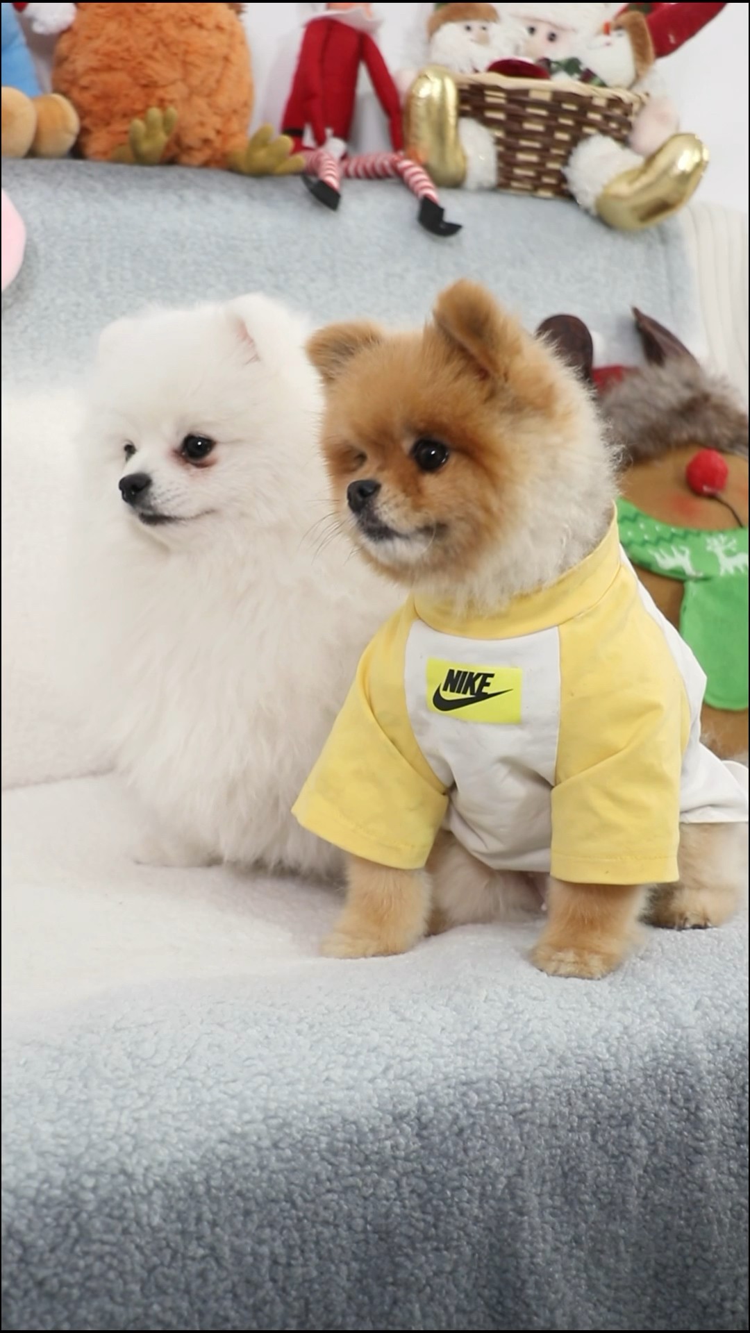 When ur dog catches u petting another dog.? ?? #dog #cococutipom #funny #pet