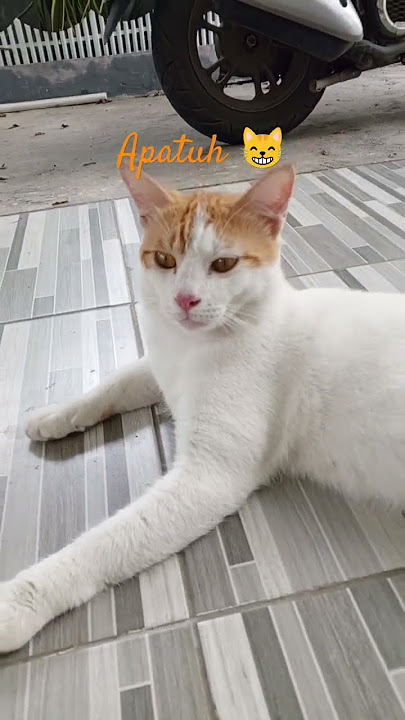 Oyen santai 😸 #music #song #kucing #shortsvideo #honda #lucu #oyen