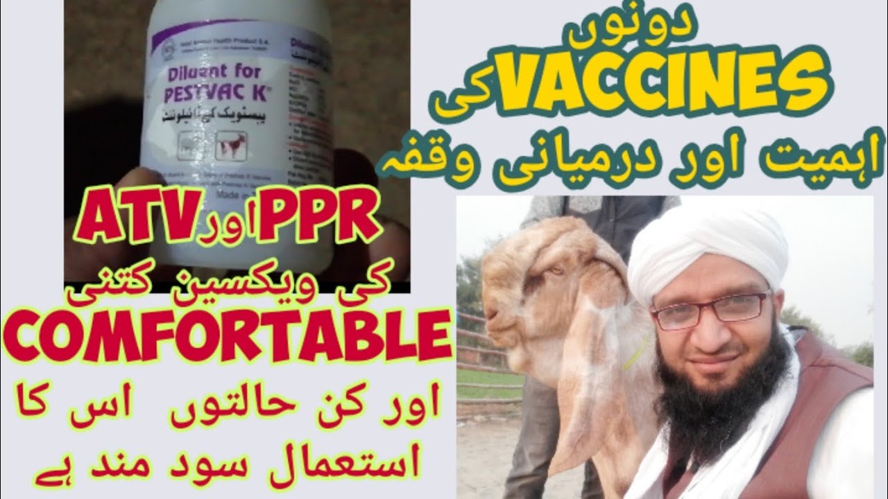 Goat farming in pakistan!Goats vaccine!How vaccinate goats with ETV&PPR