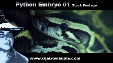 Python Embryo 01 Stock Footage