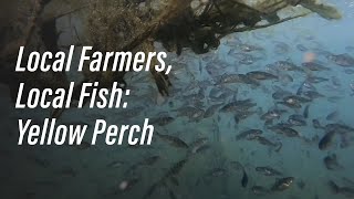 Local Farmers, Local Fish: Yellow Perch