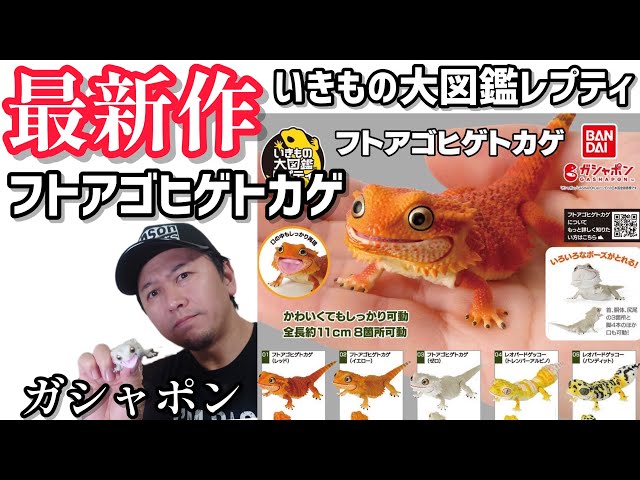 ガチャガチャ】いきもの大図鑑レプティ『フトアゴヒゲトカゲ