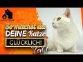 🔥So machst du deine Katze glücklich | 5 Tipps | Teil 1 von 3