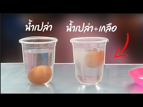 ทดลองวิทยาศาสตร์ "ไข่ลอยน้ำ"