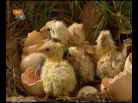 Animal Antics - Chicks