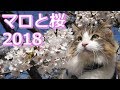 【猫 メインクーン】マロと桜2018