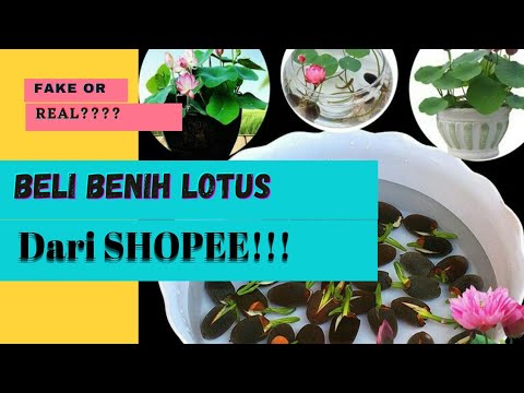 Video: Inang Dari Biji (22 Foto): Bagaimana Cara Menumbuhkan Inang? Reproduksi Dan Budidaya Bibit Di Rumah. Seperti Apa Bentuk Benih Dan Bagaimana Cara Mengumpulkannya?