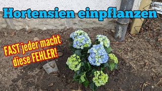 Hortensien einpflanzen: Fast ALLE machen jetzt diese FEHLER!