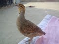 صوت الدراج الانثى الاروع صوت الدراج الانثى الاروع