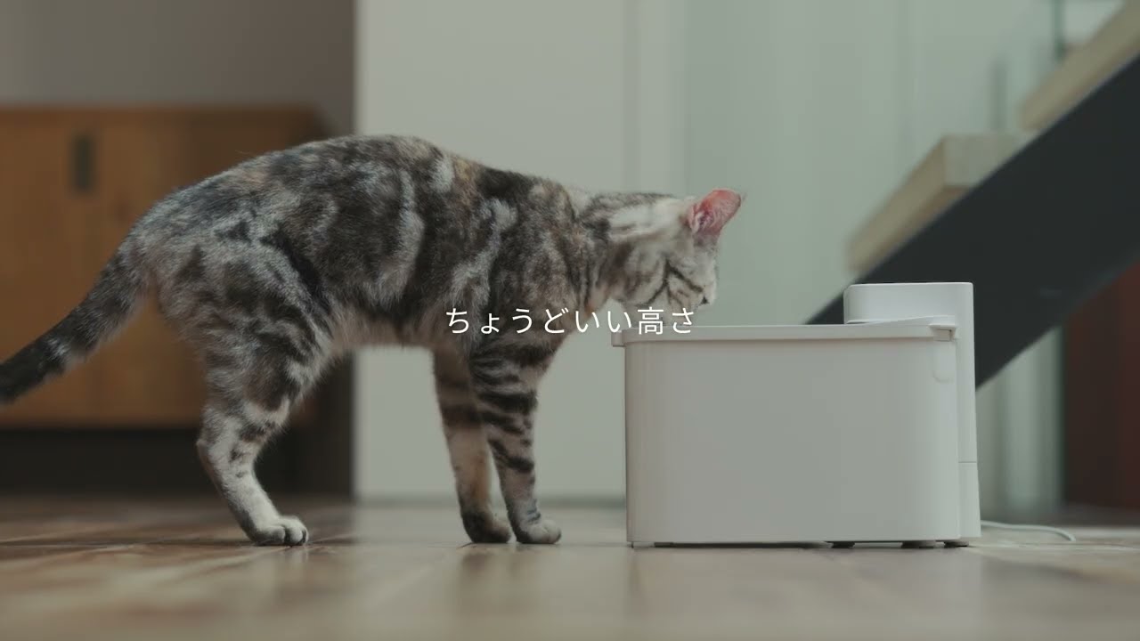 PETKIT | 食洗器対応自動給水機 / P4116 【PETKIT公式】 - YouTube