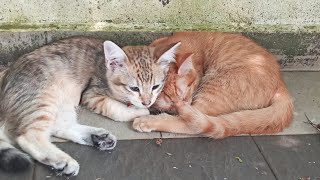 Cats & kittens are 758 & 752 & 745 & 654 & 580 & 497 & 396 & 379 & 331 & 255 & 140 & 102 & 162 &96 d